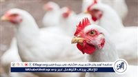 عاجل: تراجع في أسعار الدواجن اليوم الجمعة 8 مارس 2024 في الأسواق المصرية